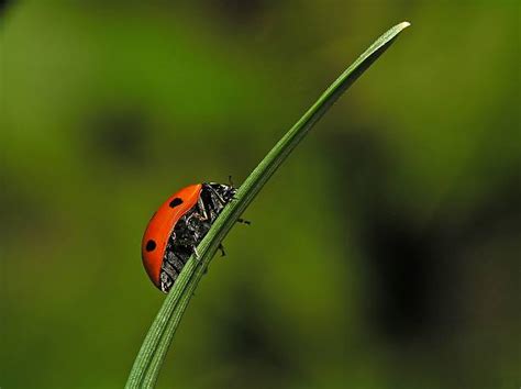 Image result for Ladybug Insect Flying