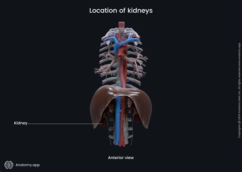 Urinary system | Anatomy.app