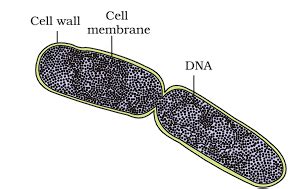 Kingdom Monera: Archaebacteria and Eubacteria - Biology Class 11 - NEET ...