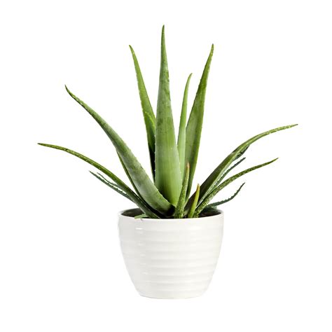 Farm Fresh Aloe Vera Plant Online | Shop for Aloe Vera in Gurgaon ...