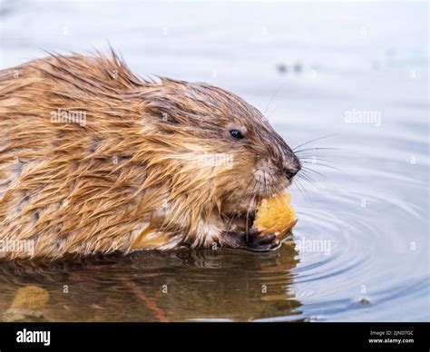 Wild animal Muskrat, Ondatra zibethicuseats, eats on the river bank ...