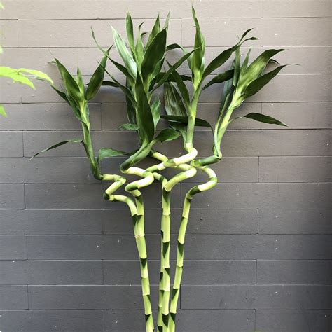 Curly Lucky Bamboo – Buy Decorative Tropical Plants Online 🌿