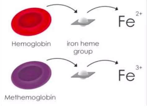 Image result for Haemoglobin Structure and Function