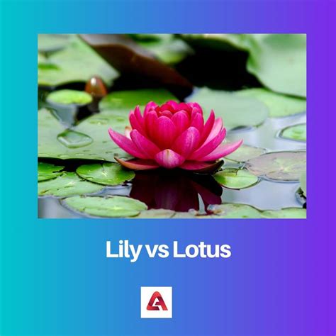 Lily vs Lotus: Difference and Comparison