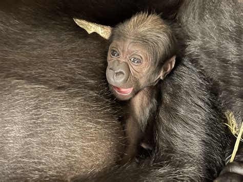 Baby gorilla born at National Zoo, first of its kind in 5 years | DC ...