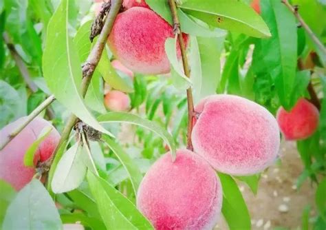 科学网—摘桃子——丰收的喜悦 - 罗帆的博文