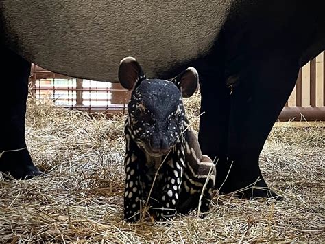 Malayan Tapir Mother And Baby