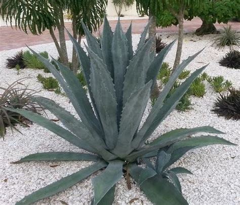 Photo of Agave americana form by Paradise Found Nursery | Succulent ...