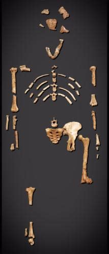 Australopithecus Habilis 的图像结果