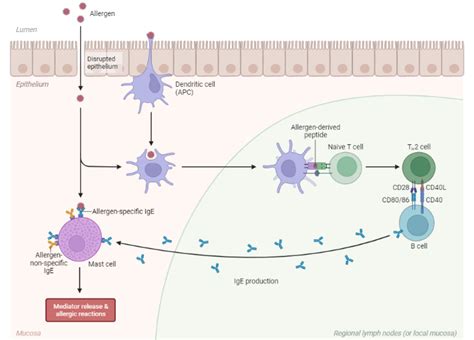 Image result for Inflammation Reaction