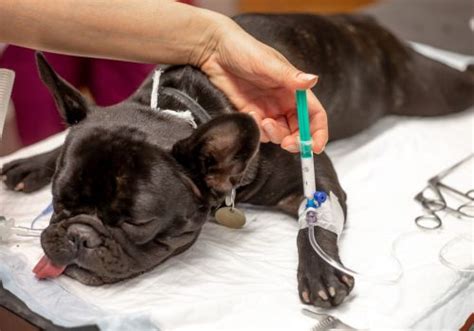 Image result for Anesthesia Mask for Dogs