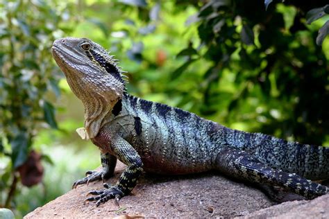 Australian Water Dragon Lizard