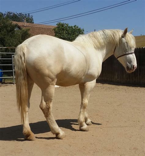 American Cream Draft Horse - Lola 2024