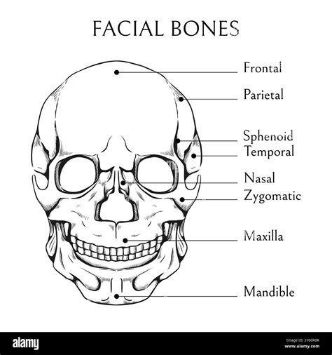 Anatomy Of Face Bones Facial Skeleton Bone Complex