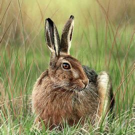 Boxing Artwork 的图像结果