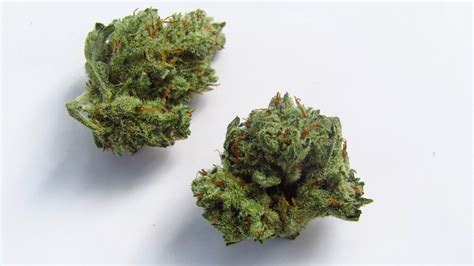 Platinum Bubba Kush Strain Review | Denver Westword