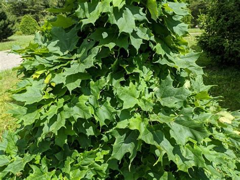 Acer saccharum 'Newton Sentry' - Newton Sentry sugar maple | The Dawes ...