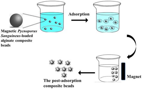 Magnetic Pycnoporus sanguineus-Loaded Alginate Composite Beads for ...
