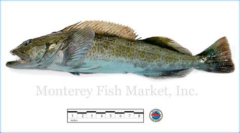 Ling Cod - Monterey Fish Market Seafood Index — Monterey Fish Market
