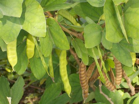 Melghat Plant Data Bank - Record