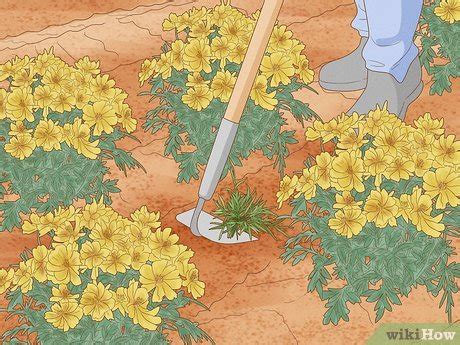 Image result for Hoe Problem