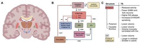 The Dysfunctional Mechanisms Throwing Tics: Structural and Functional ...