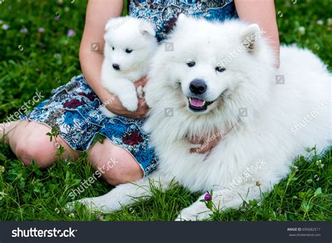 Are Samoyeds Good Family Pets