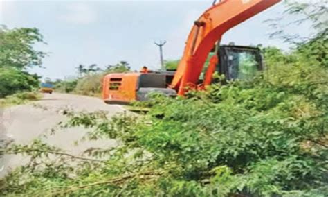 Thiruvarur: Removal of oak trees encroaching on the East Coast Road ...