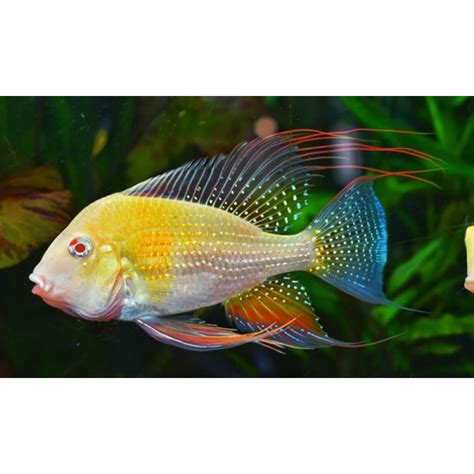 American & Other cichlids