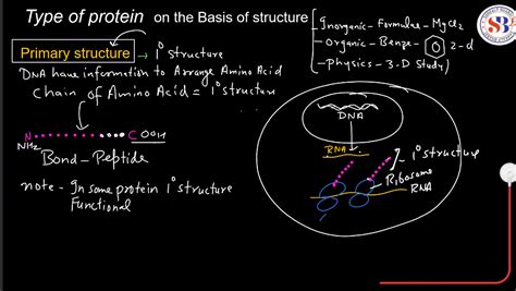 Protein: Definition, Structure, Types, and Functions