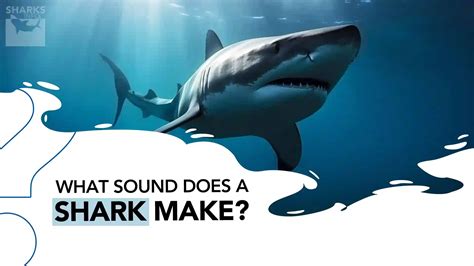 What Sound Does a Shark Make? - sharksinfo.com
