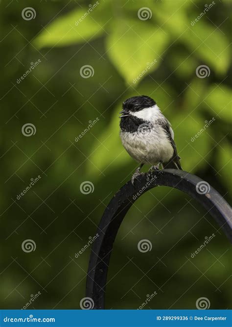 A Black-capped Chickadee in Alaska Stock Photo - Image of common, black ...