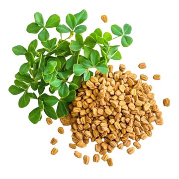 Shanti Biocutical | Ayurvedic Wellness