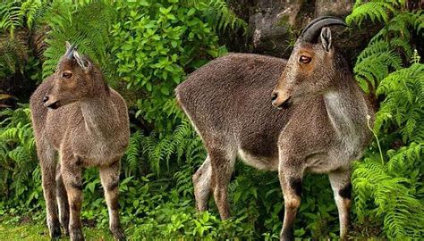 Wildlife Sanctuaries In Kerala : 22 Must-Visit Parks For Nature ...