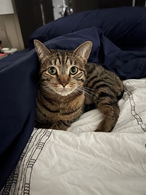Why does my cats make noise when I sneeze? : r/cats