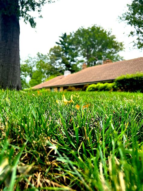 Gallery - St. Louis Lawn Care