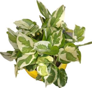 LIVE GREEN Pothos Plant Price in India - Buy LIVE GREEN Pothos Plant ...