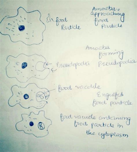 process of nutrition in amoeba - Brainly.in