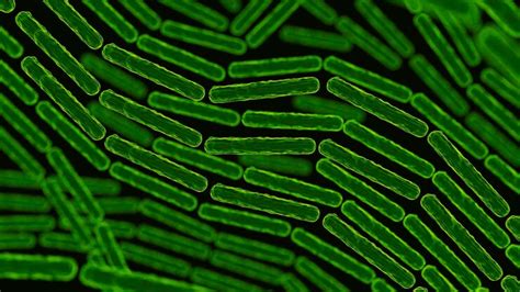 Pathogens 的图像结果