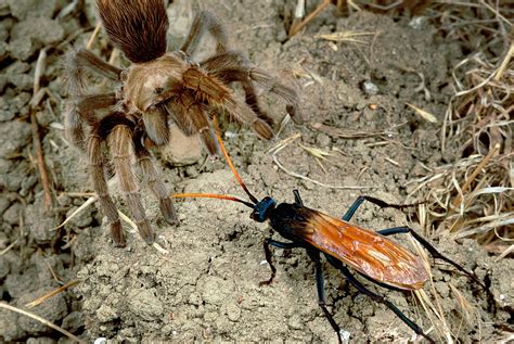 Tarantula Hawk Sting Human