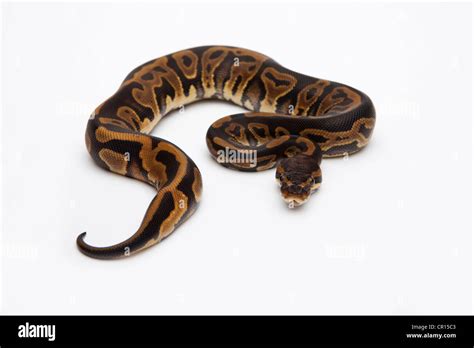 Image result for Royal Python Female