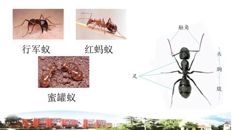 青岛版小学科学四年级上册1.1蚂蚁（课件10张ppt）_21世纪教育网
