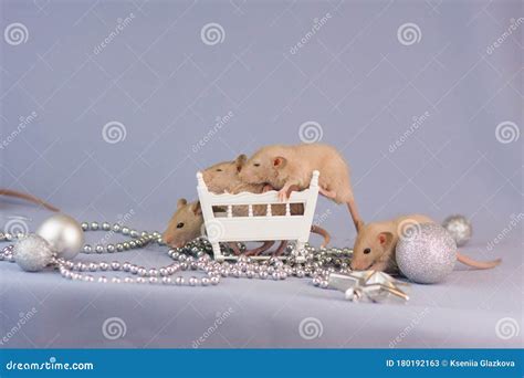 小老鼠 寵物鼠 小動物 保暖窩 深度睡眠窩 睡眠窩 寵物窩 小動物寵物窩 寵物床 保暖 蜜袋鼠 | 蝦皮購物