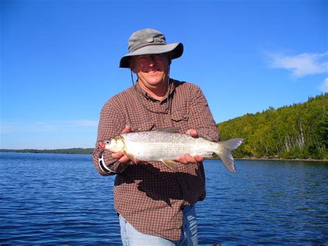 Catching Whitefish Lake Superior at Timothy Jeffords blog