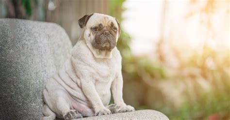 How to Get Your Lazy Dog Up and Moving