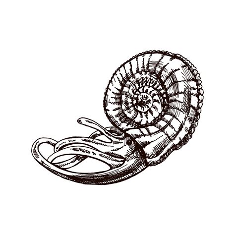 Image result for Biro Drawing Shell