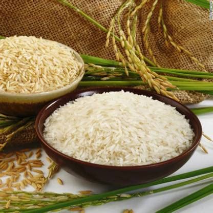 PMA Basmati Paddy, Basmati Rice Seed-1109 for Farming & Agricalture ...