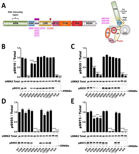 A Phosphosite Mutant Approach on LRRK2 Links Phosphorylation and ...