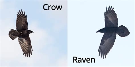 Fun Facts: Raven or Crow? — Edmonton & Area Land Trust