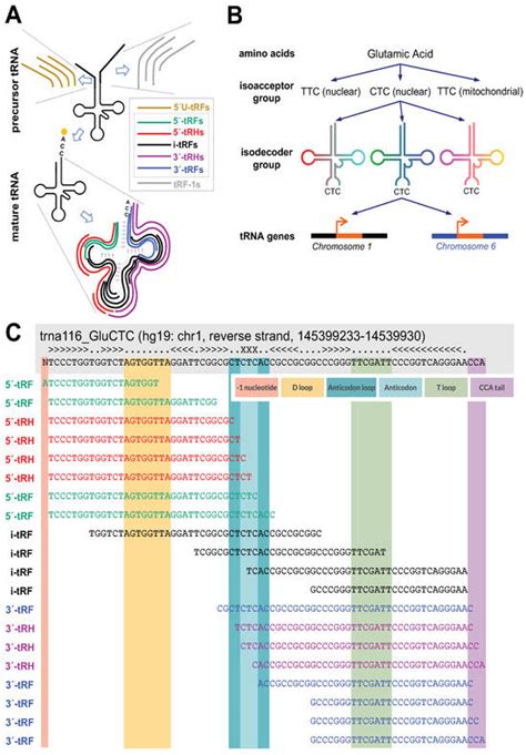 The Typical tRNA Co-Expresses Multiple 5′ tRNA Halves Whose Sequences ...
